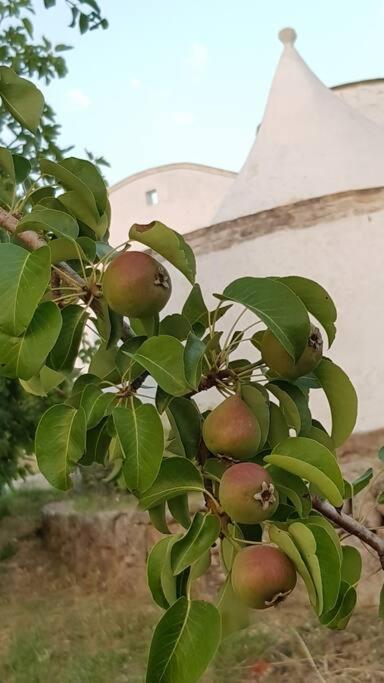 Podere Del Gelso Bianco, Vacation Rental Остуни Экстерьер фото